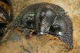 Onnia Trilobite Cluster - Blekos, Morocco #381641-6